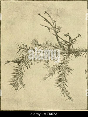 . Fui. 2-il-Witches broom gu Silvei- Fir (condizione invernale). Gli aghi, con spore di Atcidium, datinv.m, sono caduti, ma il fogliame normale rimane. (V. Tubeuf phot.) geotropy negativa dei suoi ramoscelli. Le scope non unfrequently avviare da un marcato gonfiore basale. Essi possono essere trovati di tutte le dimensioni, su giovani e vecchi alberi, su qualsiasi parte del ramo tlie- sistema e in tutte le località dove il fir avviene (Figg. 241 e 242). Il aecidia di Aaidium datinum sono sviluppati onl}' sul aghi deformata del le scope delle streghe. Questi aghi sono prodotte di nuovo ogni primavera, vivere una sola seaso Foto Stock