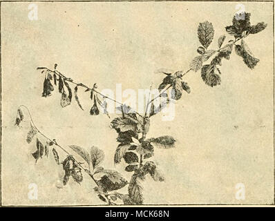 . La fio. Ul.-Botrytis ciiierea (Set. FuclceHana). Ramo di Pranv.s triloba con due germogli malato, appassiti e morti. (V. Tubeuf phot.) la presenza di Botrijtis e forme alleate sulla vite è la causa di una malattia di grande importanza economica, a causa di perdite gravi possono essere sostenute attraverso la putrefazione delle uve e le pratiche pregiudizievoli di dopo-effetti sul "più". un decadimento della patata-pianta è detto essere causato da sclerozi formata all'interno di steli, e anche da un Botrytis? Smith* ha capito simile sclerozi, che egli attribuisce a Peziza postuma Berk, un.l Wil. iH. M. Waicl, Ainiafs di Bot Foto Stock