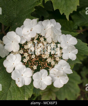 Immagine macro Hydrangea Lacecap primo piano Foto Stock