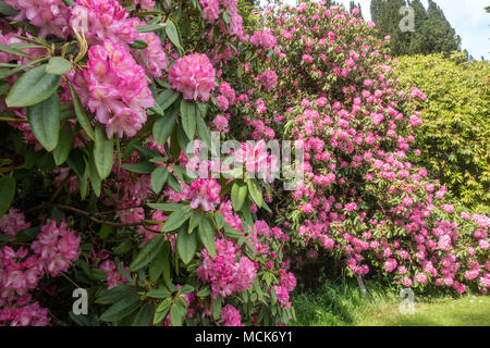 Rhododendron fiori rosa ad arbusto di grandi dimensioni. Foto Stock