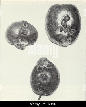 . Fig. 10.âApple ticchiolatura sul giovane frutta. Mantenendo il legno-funghi di decadimento di raggiungere l'albero. Il solo modo per farlo è quello di evitare infortuni agli arti da scottature, ferite, potatura non cicatrizzate e innestando i tagli e le condizioni simili. Vedere "decadimento di legno" (p.152). La ticchiolatura/âApple ticchiolatura, di regola, è meno grave in California che in molte altre parti del paese ed è meno problematica qui a pera crosta. Si tratta di uno dei disturbi che provoca la formazione di macchie e blemishing del frutto piuttosto che il pregiudizio per l'albero. In primavera, piccole, vellutato, â ^ Per ulteriori informazioni su apple scab, vedere: Foto Stock