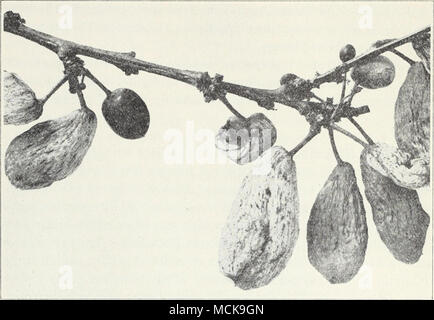 . Fig. 23.-Prugna tasche sul wild prugna. quasi il frutto maturo mostra una putrefazione della carne con lo stesso stampo appaiono- ing sulla superficie. Questa è una malattia comune per le albicocche, pesche, susine e ciliegie. Se il controllo del marciume bruno sembra importante su queste specie ornamentali, tutti morti ramoscelli e secche frutti sull'albero dovrebbe essere rimosso e bruciato all'inizio dell'inverno. Poi, proprio come i primi fiori iniziano ad aprirsi, gli alberi devono essere irrorate con 5-5-50 miscela bordolese (p. 97). Prugna tasche.-Il frutto degli alberi colpiti dalla prugna tasche è swol- len, puffy e deformato (fig. 23), così come a rovinare Foto Stock