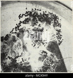 . Fig. 11.-Sclerotial fungo che causa root rot di iris. fungo Gymnosporangium libocedri. Un altro o stadio alternativo dello stesso fungo vive sugli alberi della mela e pera famiglia e provoca una ruggine delle foglie e frutta. Quest'ultima tappa, in California, attacchi host nativa come shad e Bush è stato osservato su pera. IRIS che macchia di foglia.-piccole macchie traslucido che gradualmente ingrandire ed essere- venire giallo, talvolta compaiono sulle foglie, il centro delle vecchie macchie essendo grigio con un contorno marrone. Come risultato di ciò, le foglie sono uccisi. La causa è un fungo, Didymellina macrospora. Se Foto Stock