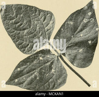 . FiG. 170. - Cowpea che macchia di foglia (amerosporiose). Originale. ing, come le foglie di solito drop off prima che vi sia qualsiasi con- spicuous avvizzimento. La causale da fungo è portato dall'aratro e coltivatore, come testimonia la diffusione della malattia nel senso della lunghezza di un campo e da bovini, nei casi in cui essi passano attraverso un'in- fettuate campo sul loro modo al pascolo. Esso può anche essere auto- ried mediante drenaggio di acqua e da altri dei modi suggerito in malattie del suolo. La malattia è ormai noto nella maggior parte dei Foto Stock