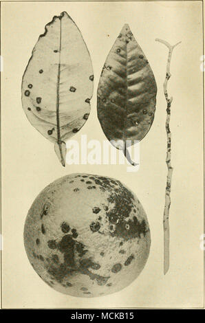 . Fig. 71. - Citrus batteriosi vascolare. Dopo Webber. Foto Stock