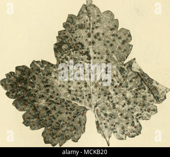 . Fig. 57. Ribes - antracnosi. Alter Stewart e Eustace. inoltre constatato in Ohio, Iowa, New Jersey, e probabilmente è spesso presente in una certa misura in altri stati. È meno comune su uva spina. In una grave epidemia le foglie prima diventare coperti con piccole macchie marrone scuro, cambiamento di colore giallo, e presto cadere. Dal momento in cui il frutto ha maturato, praticamente tutte le foglie possono essere perse. Al momento le foglie, anche sui frutti, steli e canne, la malattia appare come piccolo, nero, sunken spot. In bacche gli spot sono circolari e nero, molto somigliante a volare la comparsa di macchie. La causale Foto Stock