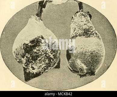 . Fig. 34. - Giovani mele cotogne che mostra la formazione di ruggine. Dopo Bailey. il tempo quando la ruggine le spore sono attesi per arrivare; che è, al tempo quando il gelatinoso masse di spore sono presenti sul cedro-apple. (Batterico di Bacillus amylovorus). - Questa malattia è stata sufficientemente discusso in connessione con la pera e mela. È solo necessario qui per indicare che essa è la più grave malattia nota della mela cotogna. Il trattamento è lo stesso di quello consigliato per questa malattia su altre pomacee alberi. Foglia-batterico, nero-spot" ^^ (Fabroea maculata (LV) Atk., Entoinosporiuni).-sia il frutto e il fogliame Foto Stock