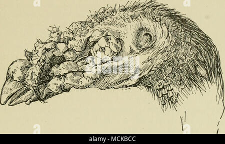 . Fig. 9. Testa di una Turchia colpite con epithelioma contagiosum (bird pox). (Klee) della bocca, anche dopo un periodo di cinque anni e può riprodurre lesioni tipiche. Haring e Kofoid descrivere la struttura microscopica della varicella di tessuto come segue: " i tumori epiteliali sono prodotte da una iperplasia dell'epitelio a causa di un aumento sia nella dimensione e nel numero di cellule. La zona di crescita è nello strato di Malpighii, la principale regione di prolifera- tion essendo nei bordi esterni da cui le cellule aumento sia direc- zioni. Un proliferare di forme di epitelio nidi cellulari sur Foto Stock