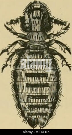 . Fig. 249.-adulto Pecore tick {Melo2)liagus oviniis). (A) la spunta ; (6) puparium. Magni- depurato. (Salmone e montanti, Keport annuale, U.S.A. Dipartimento di agi-iculture, 1897, p. 103.) ¥ 10.250.-Tricho- clectes scalaris del bue. Mag- nified 20 dia- metri. (Dopo Railhet.) ticularly nel caso degli animali come buoi che sono forniti per leccare stessi. La scabbia-SCAB-rogna. Il termine la scabbia è dato ad un gruppo di malattie che colpiscono l'uomo e di tutti gli animali domestici. Queste malattie sono prodotte da due classi di parassiti, vale a dire sarcoptinse che vivono all'interno dell'epidermide o sulla superficie della pelle, e Foto Stock