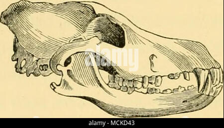 . Cranio di Dinffo. Sez. 1. Semi-rigenerate cani, caccia in confezioni; come il Dingo, il Dhole, paria, &amp;c. Sez. 2. Cani Domesticafed, caccia in confezioni o singolarmente, ma utilizzando l'occhio in preferenza al naso; come ad esempio il cane albanese, Deerhound, &amp;c. Sez. 3. Cani addomesticati, che caccia singolarmente e quasi entirel}'" dall'occhio. Esempio : Il levriero. Foto Stock