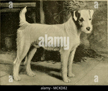 . Y il filo dai capelli fox terrier. "SAINT CRIBBAGE'' (30,836). La proprietà di Hariy W, Smith, Esq., Worcester, Massachusetts WIRE-haired fox terrier. Da Harry W. Smith, Esq. Questa razza di terrier, mentre forse non così popolari come il buon terrier, vengono allevati e largamente utilizzato in Inghilterra, dove gioco parassiti terrier di lavorare al di sopra e al di sotto di massa sono voluto. Le loro caratteristiche e mostra i punti sono identici con la liscia, con l'eccezione delle loro ruvido, ispido camicia che permette loro di lavorare al meglio in umido, luoghi paludosi, specialmente nel tardo autunno o inizio della primavera. Questo c Foto Stock