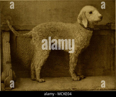 . Un blu Bedlington Terrier, tre volte vincitore della sfida Silver Cup e molte altre offerte speciali. Posseduto dal sig. Giovanni nero, Newcastle-su-Tyne Foto Stock
