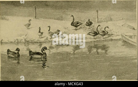 . Legno Cina Anatra Oca Cigno Australia Canada Goose alcune recenti aggiunte al cantiere di pollame raramente stabilire qualsiasi davvero relazioni intime con lui. Alcune altre specie, come per esempio la svasso, è stato insegnato ad abitare circa le case di uomo, accettando il cibo dalle sue mani. È probabile che la maggior parte di questi uccelli acquatici sarebbe venuto in associazioni umane se non fosse per il fatto che esse sono naturalmente migratorie, e quando, dopo una stagione di cupole- tication, si uniscono con passaggio di un gregge, mai e poi mai tornare al luogo in cui esse sono state mantenute. Il cigno, come il pavone, è stato allevato per Foto Stock