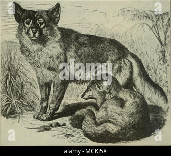 . Fig. 35. I dingo, o cane selvatico di Australia ; più vicino il cane domestico rispetto a qualsiasi altra esistenti specie selvatiche il suo occhio è ellittica, mentre si è in giro per il lupo, lo sciacallo e il cane. Queste lievi differenze strutturali sono tuttavia il conteggio per meno di precedentemente nel rintracciare le relazioni e il fatto che il cer- tain Sud Americana i lupi sono molto foxlike, come ci sono alcuni dei nostri cani, ci porta ad essere attenti nel negare la fox anche connessione remota witii nostro addomesticati gare. Foto Stock