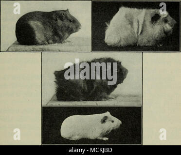 . Fig. 26. Un oscuro genitore liscia e un albino genitore irregolare. Di seguito è riportato il loro scuro prole ruvida e nella parte inferiore di uno dei tipi che è apparso in gran- Bambini (vedere il testo), un nuovo tipo di associare il corto cappotto e il colore bianco. - Dopo il Castello, 1905, Pubblicazione 2j, Carnegie Institution, Washington D.C. circa come quando il colore bianco e il rivestimento liscio sono stati portati insieme da due fonti diverse. In questo modo nuove gare che alimenterà il vero può essere ottenuto da una miscela se i caratteri blend o non. Molto pochi individui puro. Quanto appena detto è di riferimento per ch Foto Stock