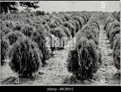 . THUJA OCC. HOVEYI Foto Stock