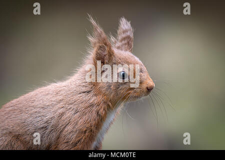 Una chiusura testa ritratto di un avviso molto scoiattolo rosso mantenendo il suo occhio aperto per i predatori Foto Stock