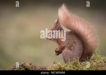 Uno scoiattolo rosso ritratto di profilo in una tipica posa seduta con coda folta mostra e zampe insieme Foto Stock