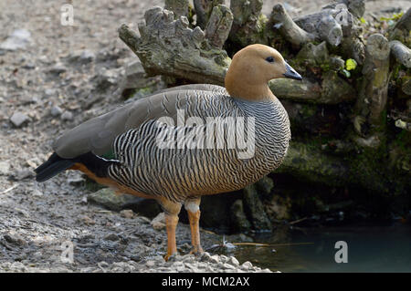 Ruddy capo-Goose - Chloephaga rubidiceps Foto Stock