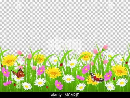 Fiori ed erba bordo giallo e bianco camomilla e un delicato rosa fiori di prato e di erba verde, farfalle e coccinella sulla backgrou trasparente Illustrazione Vettoriale