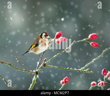 Cardellino Carduelis carduelis su cinorrodi nella neve Foto Stock