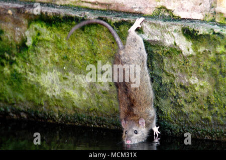 Singolo ratto marrone in un parco cittadino stagno durante il periodo invernale Foto Stock