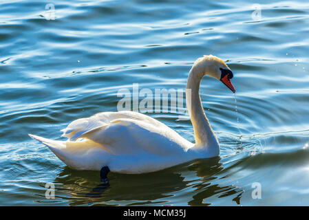 Cigno (Cygnus olor) sulla laguna Hodbarrow, un RSPB riserva vicino a Millom, Cumbria Foto Stock