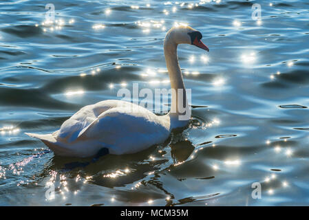 Cigno (Cygnus olor) sulla laguna Hodbarrow, un RSPB riserva vicino a Millom, Cumbria Foto Stock