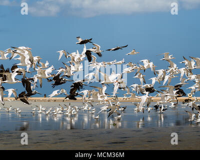 Flock of Seagulls e pellicani inizia a volare dalla spiaggia Foto Stock