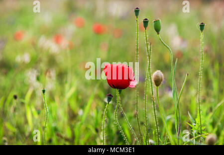 Campo di mais fiori di papavero in primavera Foto Stock