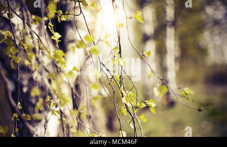 Le foglie che compaiono sui rami di betulla in primavera. Foto Stock