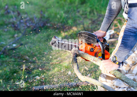 Uomo con benzina powered chainsaw il taglio di legna da ardere da albero nella foresta Foto Stock
