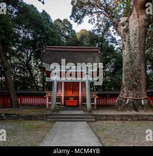 Il santuario Yasaka, Usa Jingu, Oita, Kyushu, Giappone Foto Stock