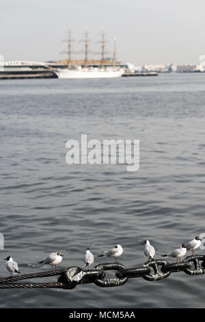 Testa nera i gabbiani sulle catene del Hikawa Maru, Yamashita Park, Yokohama, Giappone. Foto Stock