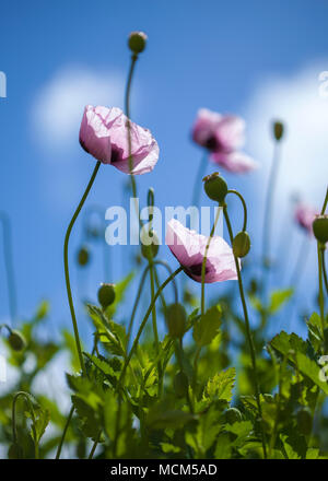 La flora di Gran Canaria - Rosa Papaveri contro il cielo blu Foto Stock