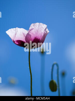 La flora di Gran Canaria - Rosa Papaveri contro il cielo blu Foto Stock