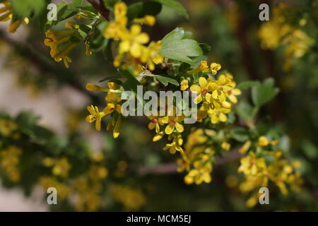 Fiori di colore giallo dorato di ribes (Ribes aureum) Foto Stock