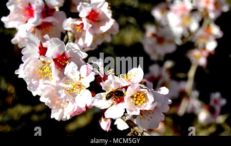 Mandorlo fiori. Sakura. Bianco. Rosa. Fiori di Primavera. Fiore. Foto Stock