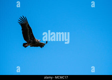 Testa bianca avvoltoio, Zimbabwe Foto Stock