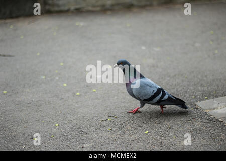 Piccione in cerca di cibo Foto Stock