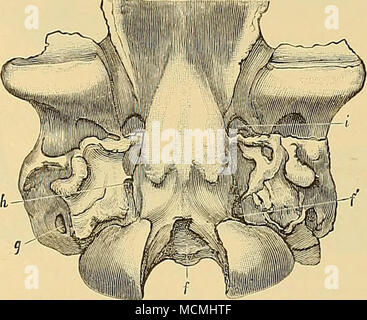 . FinuRE 195.-Cranio di Ulntathermm rohmium, Leidy (tipo modello), la vista dal basso della schiena; del cranio. /. Il foramen magnum; /'. oceipilal foramen; g. stylo-forame mastoide; h foramen lacerum • i. forame vascolare in basisphenoid. One-fourlh naturnl dimensioni. Leidy, Procedimenti del Philadelphia Academy of N.T,tiiral scienze, pagg. 169, 241, 1872 American Journal of Science e arti (;5), Vol. IV, p. 240, settembre 1872. Estinta la Fauna di vertebrati, pagg. 93, 06, 333, 334, la piastra XXV, piastra XXVI fio-s 1-8 piastra XXVII, tigs. 3(i-34, 1873. ' ^^ Cope, il procedimento del Philadelphia Academy of Scienc naturale Foto Stock