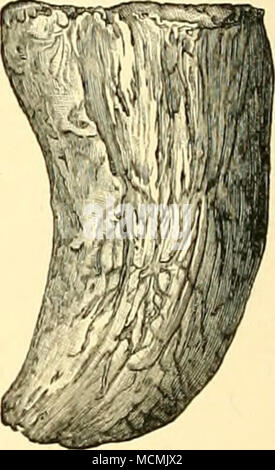 . Fig. 21.-falange terminale di Brontosaurus cxcclsus; vista esterna. Fig. 22.-l'osso stesso; vista anteriore. Fig. 23.-La stessa; vista interna. Tutte le figure sono a una quarta dimensione naturale. In abitudini Brontosaurus era più o meno anfibia, e il suo cibo era probabilmente piante acquatiche o altre piante succulente vegetazione. I resti sono di solito si trova in località dove gli animali sembrano essere state impantanata. Tipo di campione è stato scoperto da W. H. Beed, vicino al lago di Como, Wyoming. BAROSATJRUS. Un altro genere di Sauropoda è indicato da vari resti di un gigantesco rettile descritto nel 1890 dallo scrittore. Il Mos Foto Stock