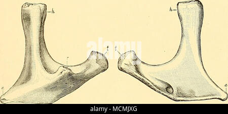 . Fig. 7.-cervicali costola di Apatosaurus ajax Marsh; vista esterna. Fig. 8.-La stessa nervatura; vista interna. Eoth figure sono a una ottava dimensione naturale, un, estremità anteriore; h, testa; r. processo posteriore: f, tubercolo. vertebra, visto da dietro, mostra la profonda, coppa trasversale di poste- rior estremità articolari del centrum, nonché la coossified coste cervicali, sia tipici del Sauropoda. Una nervatura di cervicale di una specie è mostrata nelle figg. 7 e 8. ' La vertebra dorsale, visto dalla parte anteriore, presenta il anteriore convessa la sfera del centrum, e anche il massiccio arco neurale della vertebra, con il suo elevat Foto Stock