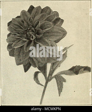 . Tipo decorativo di DaMia. La sig.ra J. Gardner Cassatt-una nuova Rose rosa dalia decorativa, che ha attirato il maggior attenzione. I fiori sono di immense dimensioni e carico abbondantemente su lunghi steli. Nymphaea-uno dei più delicatamente bello. Soffusa di bianco rosa gambero. Il Professor Mansfield-un gigante di decorativo più esclusivo di colorazione, una gradevole combinazione di giallo, rosso e bianco. Sylvia-rosa intenso per colorazione rosa carne al centro; grande. forma perfetta, su lunghi steli rigidi. Uno dei migliori per il taglio o il giardino. Virginia Maule-molto grande, bianco, delicatamente soffuso rosa gambero. Foto Stock