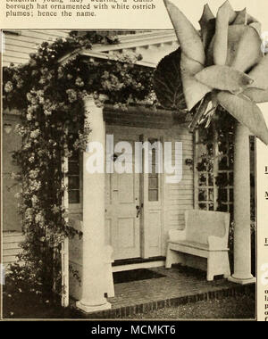 . Pilastro americano un nuovo scalatore di estremamente vigorosa abitudine di crescita, le boccole essendo vestito di verde vivace fin dalla prima molla fino a tardi in autunno. I fiori sono prodotti in profusione, piuttosto che copre la boccola e il loro colore rosa pastello è una delizia per gli occhi. In autunno, i fiori sono seguiti da grandi cluster di attraenti bacche rosse, che sono altamente ornamentali. Piantate singolarmente o in gruppi sul prato, questa rosa è certo di suscitare commenti favorevoli. Forte di giovani piante, 20c ciascuna; 6 per .$1.00; dimensioni maggiori, 35c ciascuna; due-anno-vecchi impianti, 4.5c ciascuno. CLI.MBINT. FRAU KARL DRITS Foto Stock