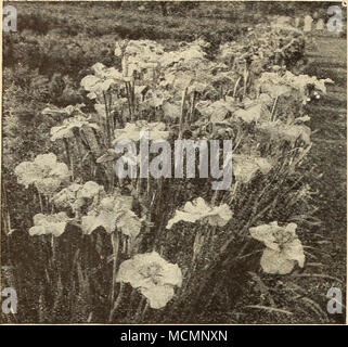 . Iris giapponesi (Ins Kampferi) più meravigliosamente piante colorate in esistenza; bello il nostro magazzino è particolarmente fineâall importate direttamente dal Giappone. Prezzo, grandi grumi importati, 20 cts. ciascuno, 50 cts. per qualsiasi 3, postpagato. Il set di 10, postpagato per $1.50. Varietà singola Date-Dogu, n. i. Ricco viola-porpora, witlj centro giallo. Kimi-no-Megumi, n. 2. Bianco perla petali, delicatamente venato con blu ultramarino. Shishi-Ikari, n. 3. Massa bianca, venato aed a chiazze viola scuro; giallo centro. Shippo, n. 4. Luce lilla, densamente viola venato. Shuchiukwa, n. 5. Crimson-pvirple, vena bianco Foto Stock