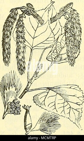 . Fig. 337. Fig. 338. Salix fragilis. Bruchweide. Populus nigra. Schwarzpappel. Bechts eine männliche, link eine weibliche Links eine männliche, rechts eine Einzelblüte. weibliche Einzelblüte. Foto Stock