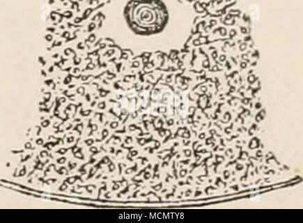 . Fig. 139. Una u. B Je ein Stück eines Durchschnittes durch ein befruchtetes Ei von Asteracanthion. Samenkern Dem wandert ein Centralkörperchen (Sperma- centrum) voraus. Nach fol. sen worden, um welches sich der Dotter in radiären Bahnen anzuordnen beginnt (Fig. 140 Ä) und eine allmählich immer schärfer ausgeprägte und auf gi'össere Entfernung hin aus- gedehnte Strahlenfigur (einen Stern) bildet. Wahrscheinlich leitet es sich von dem Mittel- stück des Samenfadens ab, es hat von Fol den Namen des S p e r m a c e n t r u m s (männ- liches Centralkörperchen) er- halten. Ein entsprechendes Kügelche Foto Stock