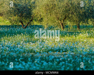Oliveto Umbria, Italia Foto Stock