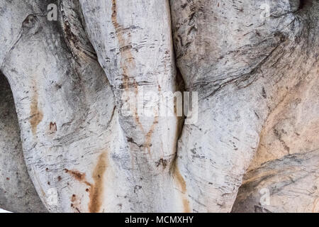 Santa Cruz de Tenerife; la corteccia liscia di un vecchio Laurel de Indias albero che cresce con grandi rami da un tronco centrale. Foto Stock